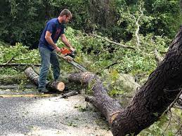 Reliable Loveland, CO Tree Services Solutions
