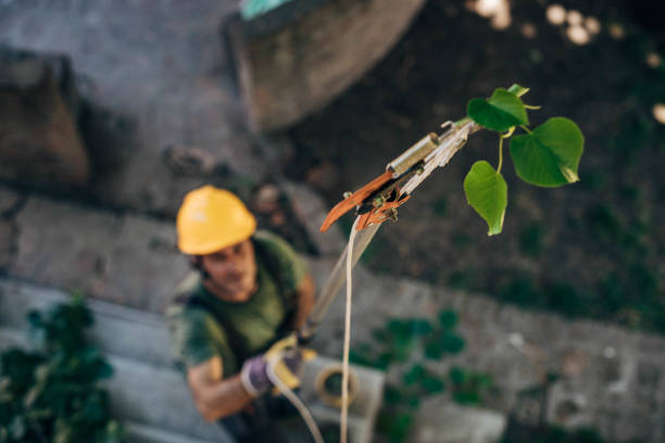 How Our Tree Care Process Works  in  Loveland, CO